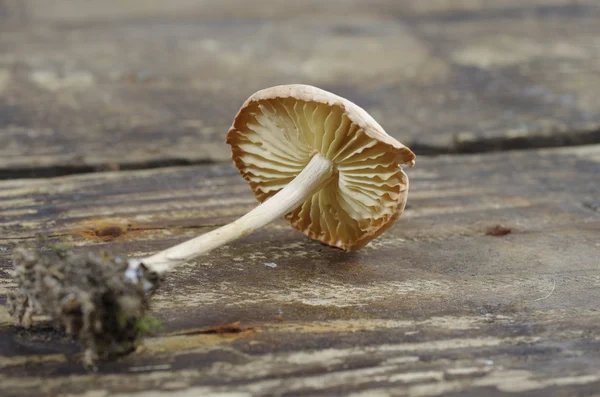 Wild mushroom (Marasmius Oreades) — Stock Photo, Image