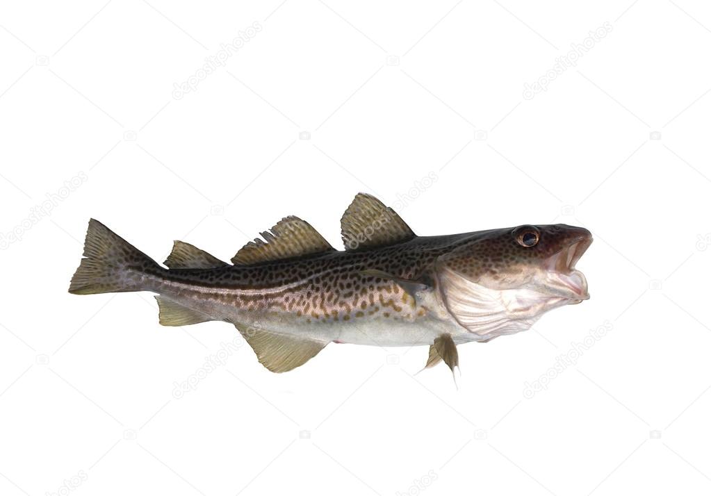codfish