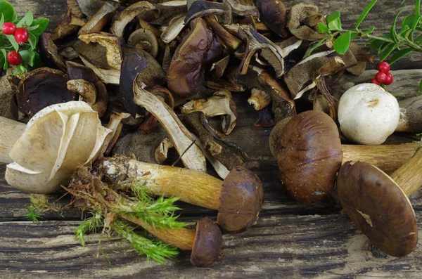 Dry and fresh boletus — Stock Photo, Image