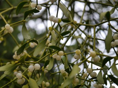 arka plan ile yeşil ökse otu