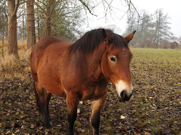 Brown horse on froest — Stock Photo, Image