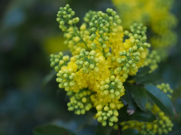 Mahonia aquifolium oregon grape — Stock Photo, Image