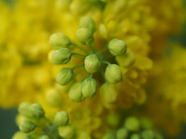 Mahonia aquifolium oregon uva — Fotografia de Stock