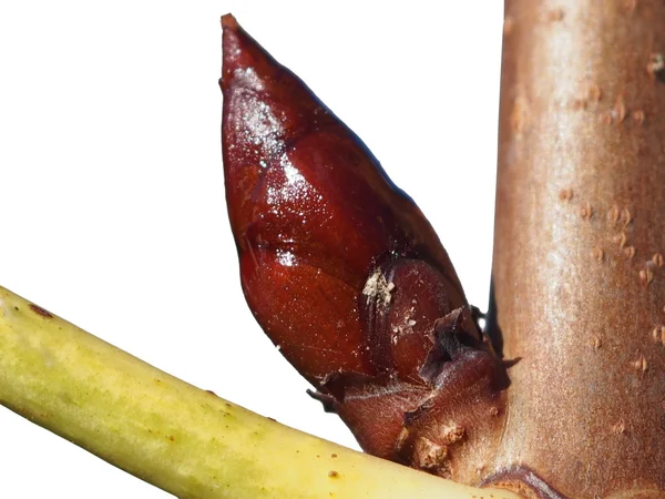 Fresh buds  chestnut — Stock Photo, Image