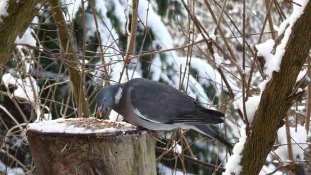 Pombo selvagem no cenário de inverno — Vídeo de Stock