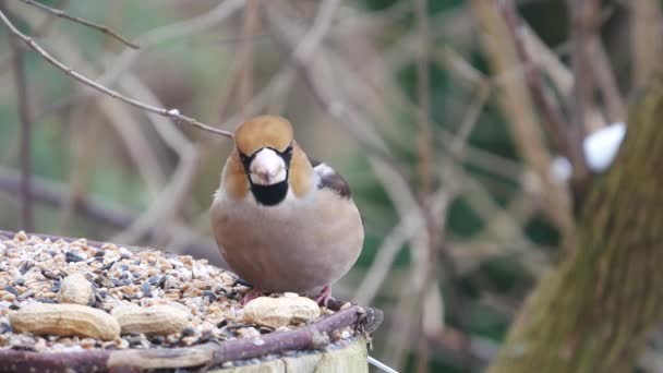 Hawfinch dans les paysages d'hiver — Video