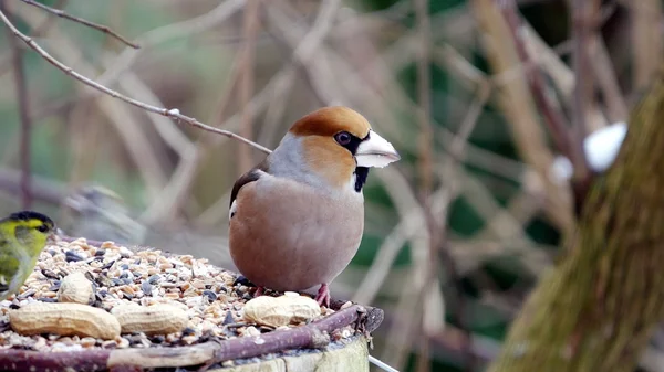 Hawfinch  on a branch — Stock Photo, Image