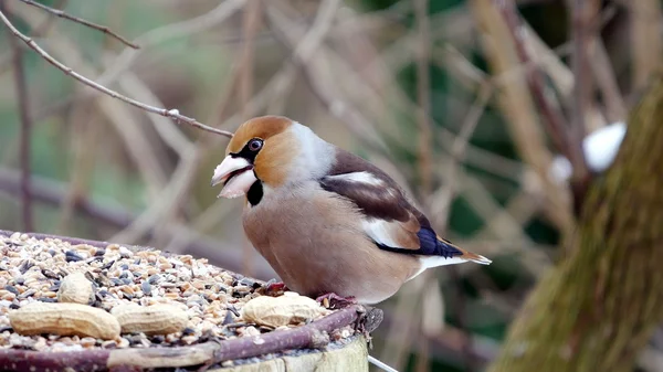 Hawfinch  on a branch — Stock Photo, Image
