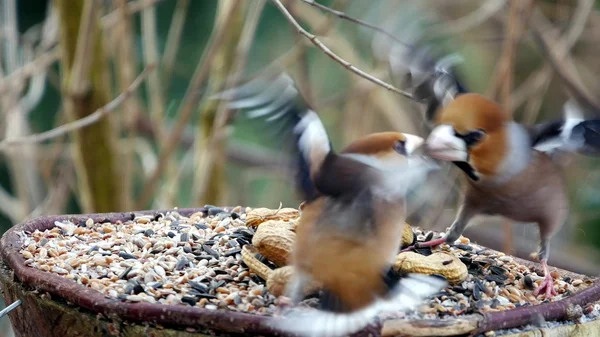 Hawfinch em um ramo — Fotografia de Stock