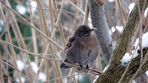 Blackbird on forest background — Stock Photo, Image