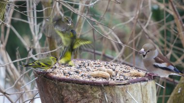 iskete ve bayağı kocabaş