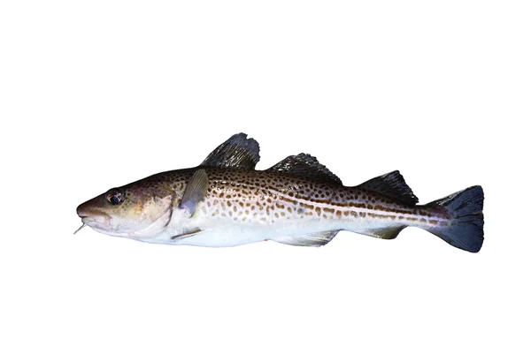 Duża ryba dorsza — Zdjęcie stockowe