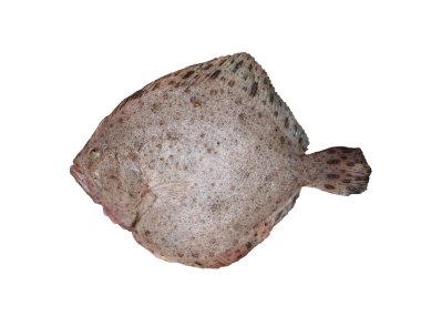 scophthalmus maximus beyaz arka plan 