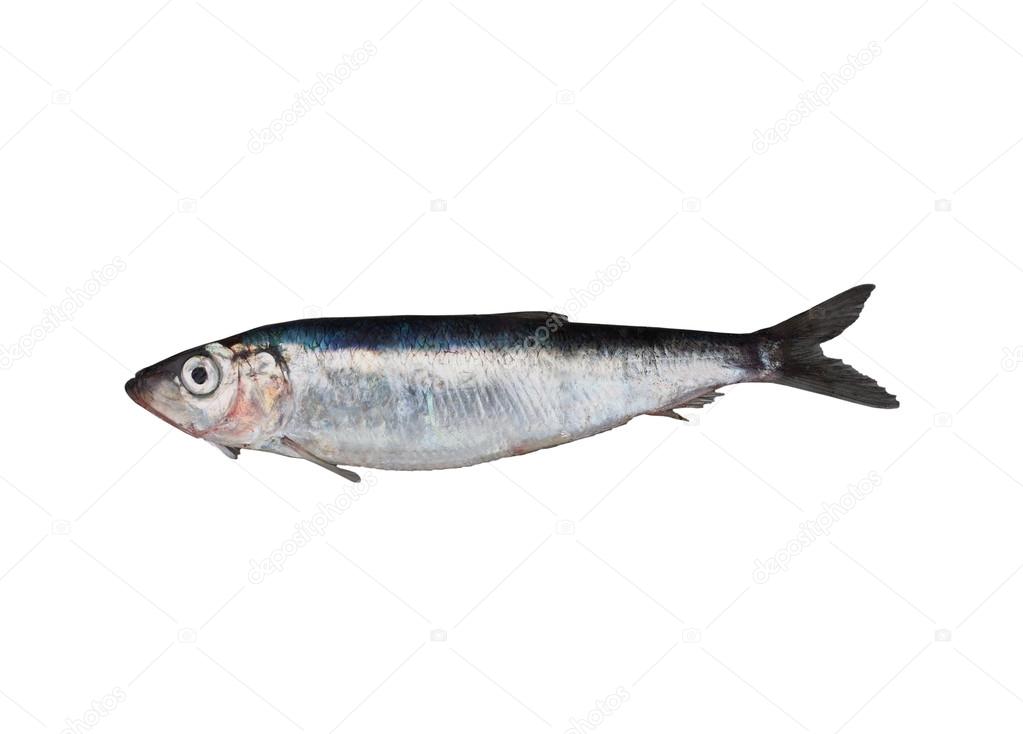 fresh herring isolated