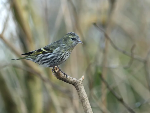 Siskin pássaro no fundo da floresta — Fotografia de Stock