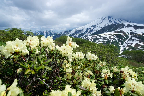 Rhododendron in den Bergen lizenzfreie Stockbilder