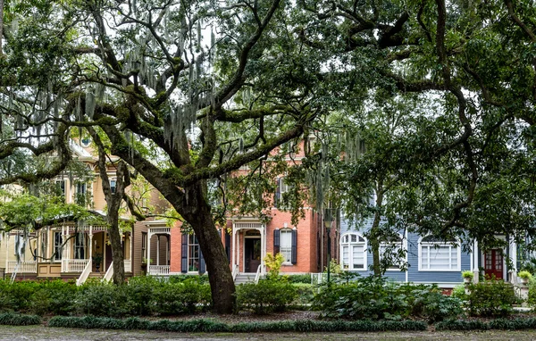 Row of Old Houses Beyond Oak Trees — Stock Photo, Image