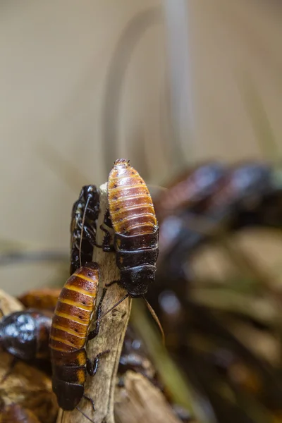 Kakkerlakken op hout — Stockfoto