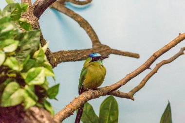 Mavi taç ile yeşil kuş