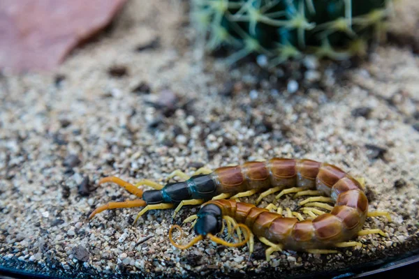 A Huge Centipede — Stock Photo, Image