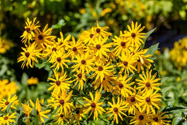 Yellow Brown-Eyed Susans with Green Foliage — Stock Photo, Image