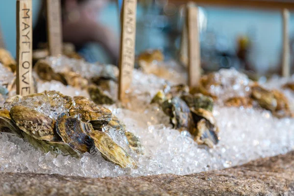 Raw Oysters on Ice — Stock Photo, Image