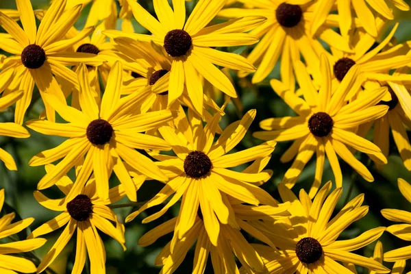 Bright Yellow Petals on Brown Eyed Susans — Stock Photo, Image