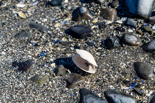 Hvid musling Shell på sort strand - Stock-foto