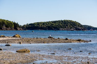Düşük Tide Bar Harbor, gelgit havuzları