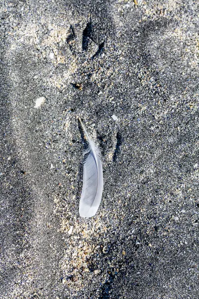 Beyaz tüy kuş parçaları ile gri kum üzerinde — Stok fotoğraf