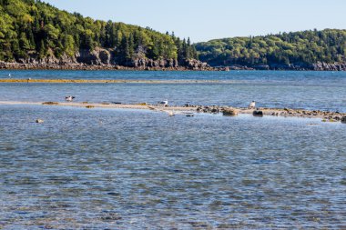 Martılar Maine kum üzerinde