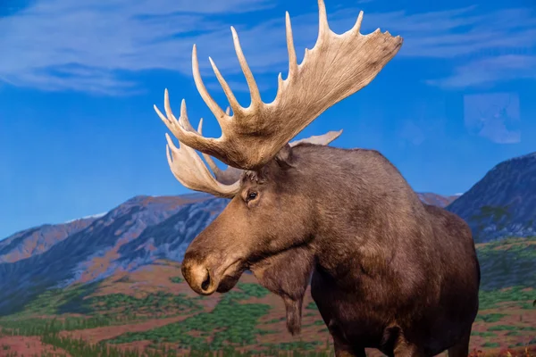 Moose tegen de achtergrond van bergen — Stockfoto