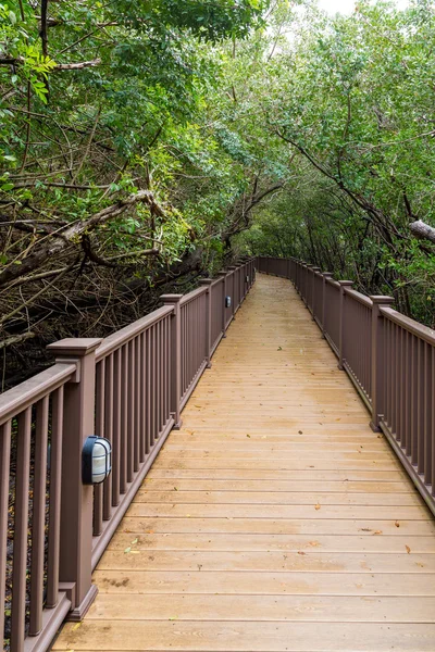 Passeio a pé pela selva — Fotografia de Stock