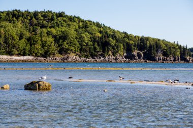 Seagull on düşük Tide Rock