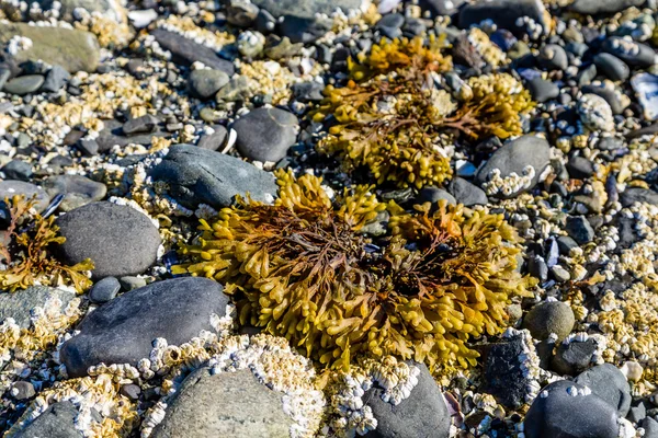 Letto del mare a bassa marea — Foto Stock