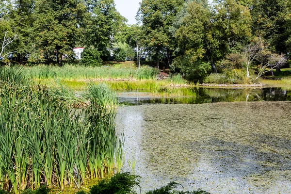 Green Rushes Beside Pond — Stock Photo, Image