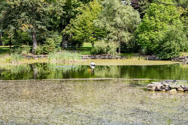 Estanque verde en el jardín — Foto de Stock