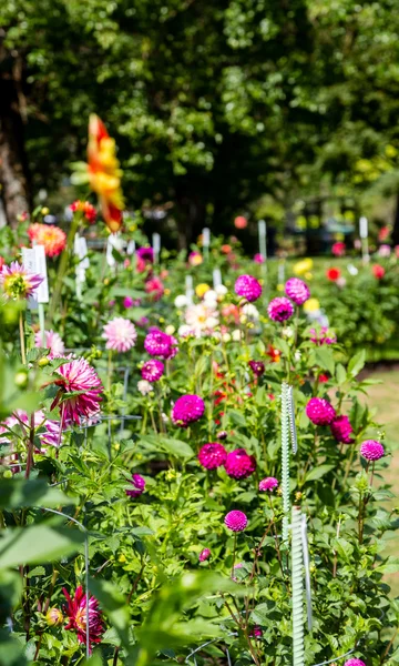 Flores apostadas en el jardín —  Fotos de Stock