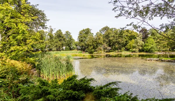 绿意盎然的杂草覆盖的湖 — 图库照片