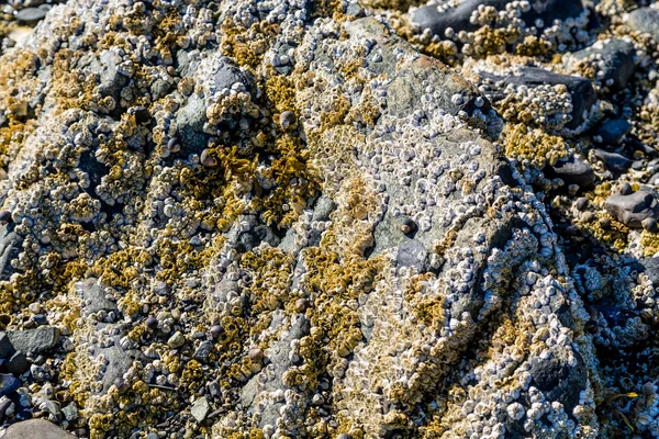 Barnacles e Licheni su Rocce — Foto Stock