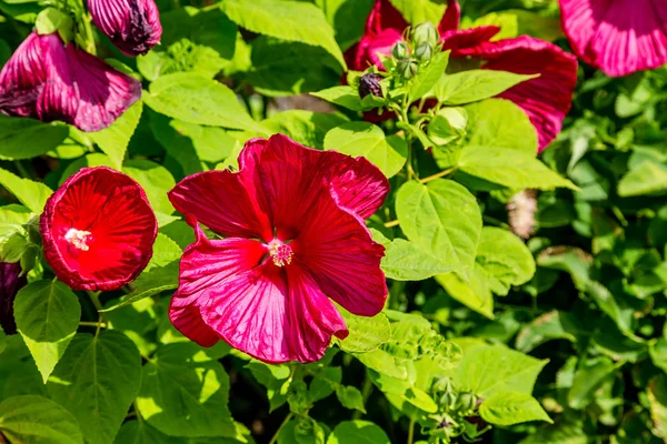 Flores vermelhas brilhantes do Hibiscus — Fotografia de Stock