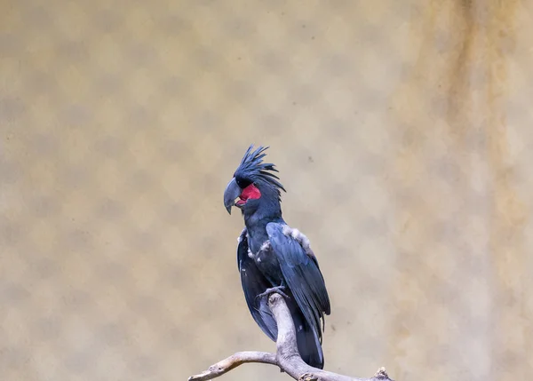 Ein schwarzer Papagei — Stockfoto