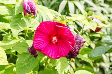 Tam Bloom kırmızı ebegümeci