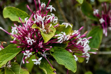 Yağmur ormanlarında orkide