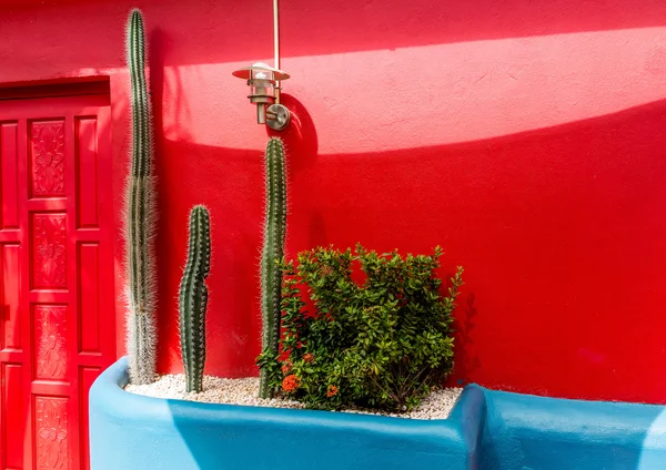 Cactus verde in fioriera blu sulla parete rossa — Foto Stock