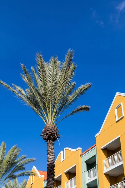 Palm Tree by Yellow Resort — Stock Photo, Image