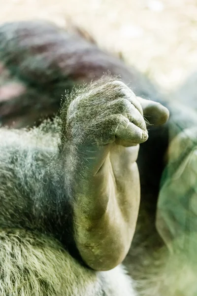 กอริลล่า เท้า — ภาพถ่ายสต็อก