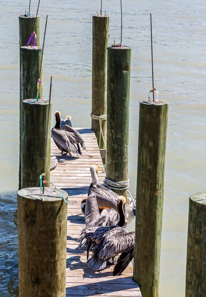 Pelikane auf Fischersteg — Stockfoto