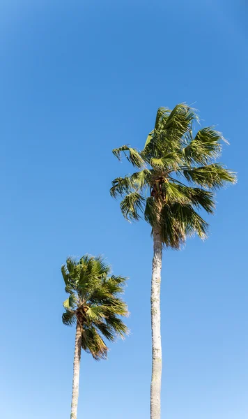 Две пальмы на голубом — стоковое фото