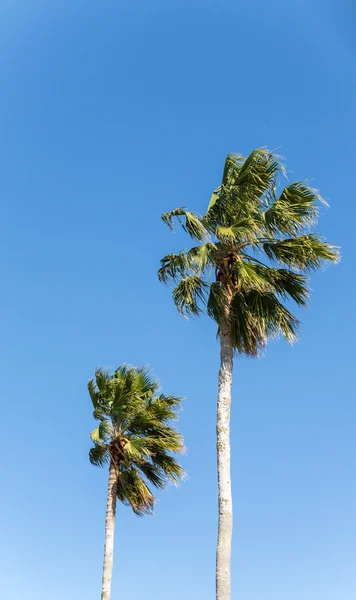 Two Palm Trees on Blue — Stock Photo, Image